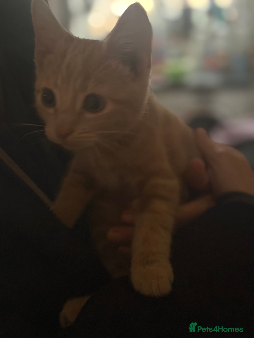 Bombay cats for sale: Kittens - Image 1