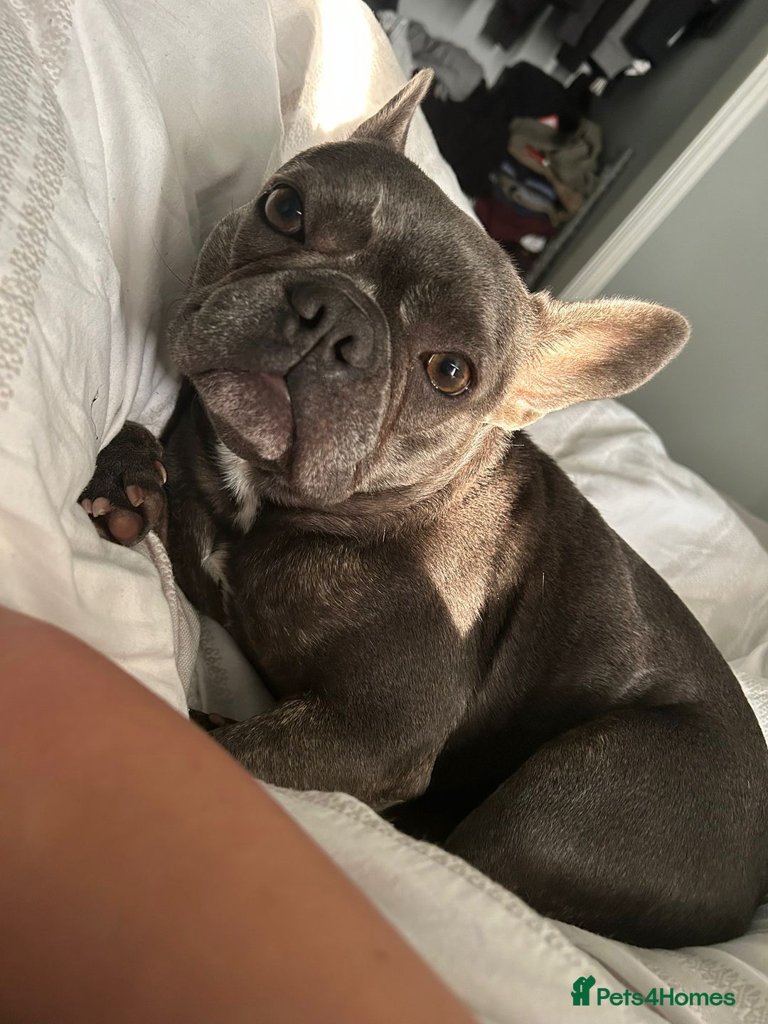 French Bulldog dogs for sale: Bella  - Image 8