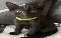 British Shorthair cats for sale: 6 x cutest kittens ever  - Image 7