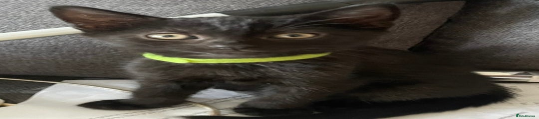 YELLOW - British Shorthair Kitten 5