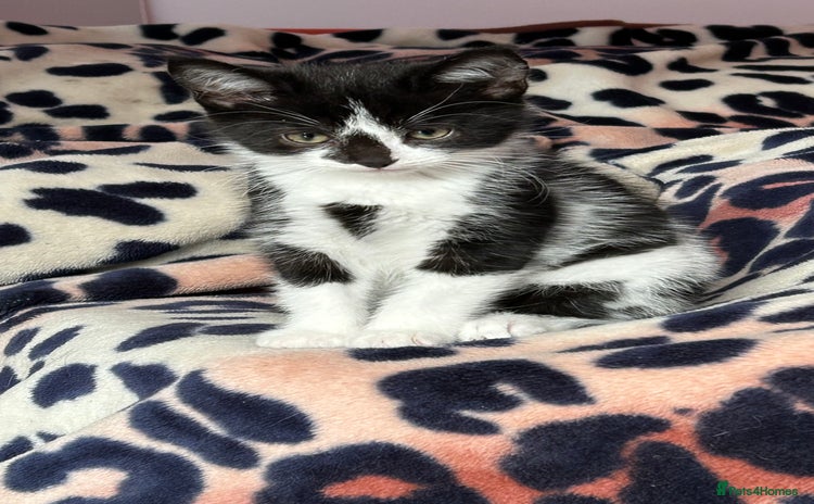 Domestic Shorthair cats - Advert 1