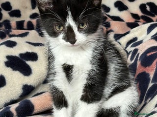 Domestic Shorthair cats - Advert 21