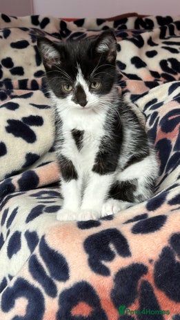 Domestic Shorthair cats - Advert 1