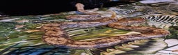 Boa Snake reptiles for sale: Hog island boa - Advert 3