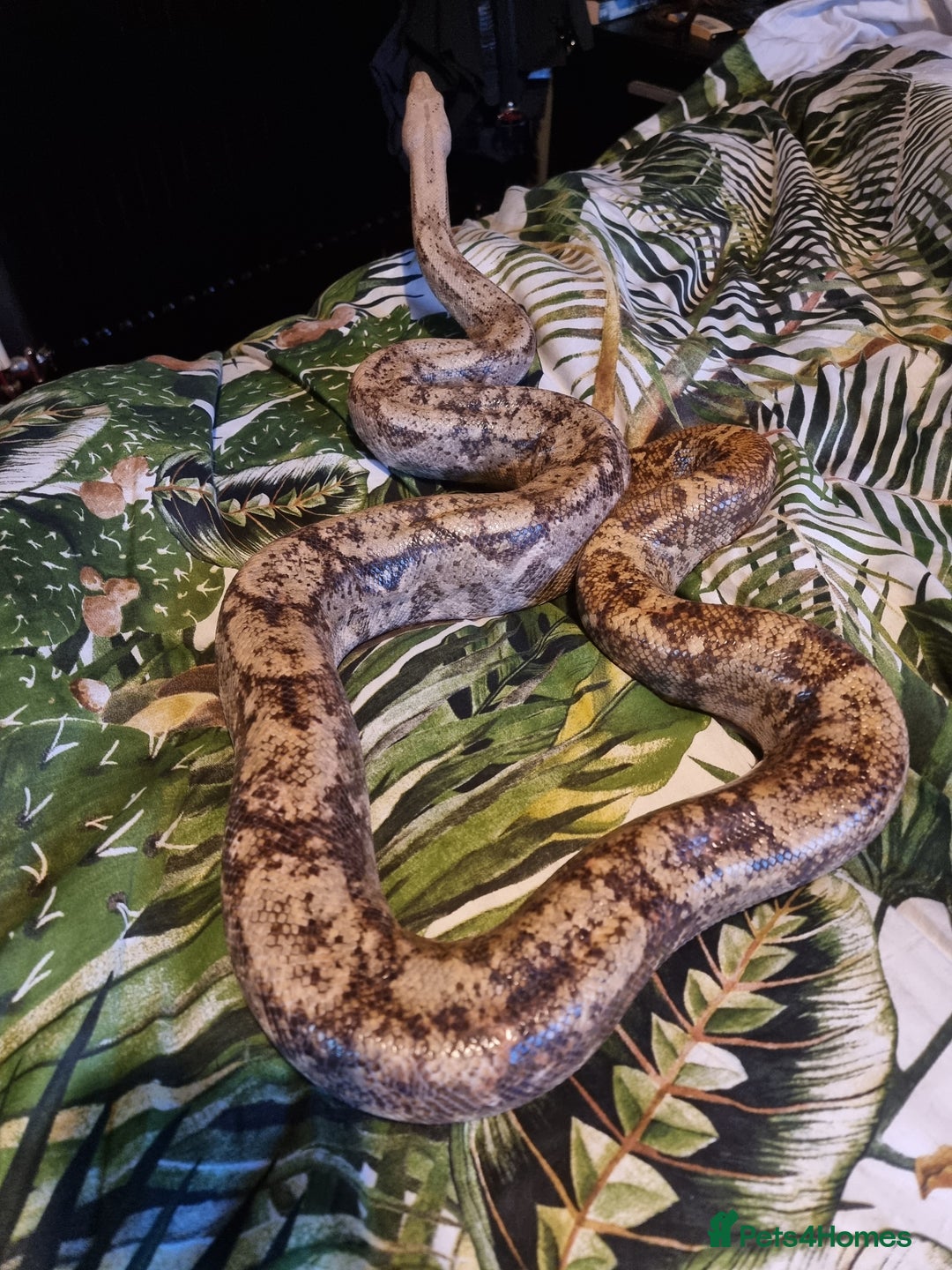 Boa Snake reptiles for sale: Hog island boa - Advert 3