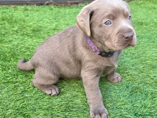 Labrador Retriever dogs Silver Labrador Puppies - Fully Health Tested - Advert 4