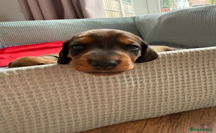 Dachshund dogs - Advert 1
