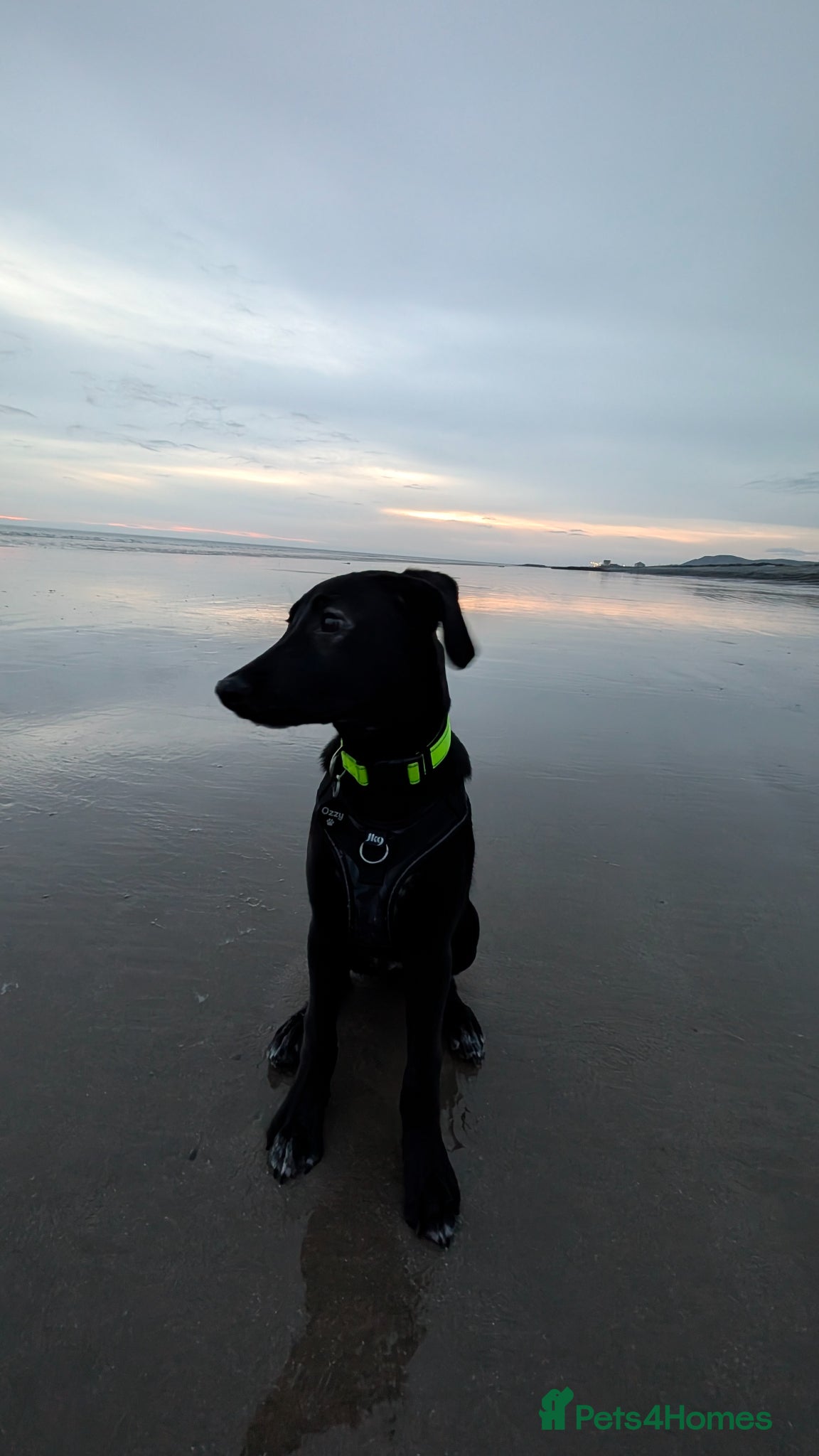 Mixed Breed dogs Ozzy - GSD x Dalmatian  - Advert 1