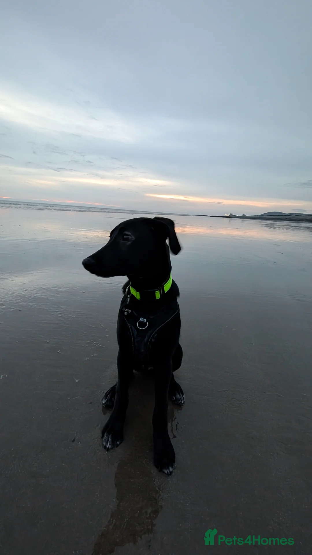 Mixed Breed dogs for sale: Ozzy - GSD x Dalmatian  in Tywyn - Advert 1