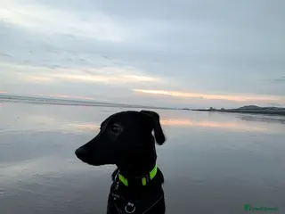 Mixed Breed dogs Ozzy - GSD x Dalmatian - Advert 2