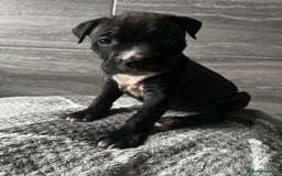 Mixed Breed dogs for sale: American bulldog X staffy 🏡 - Image 14