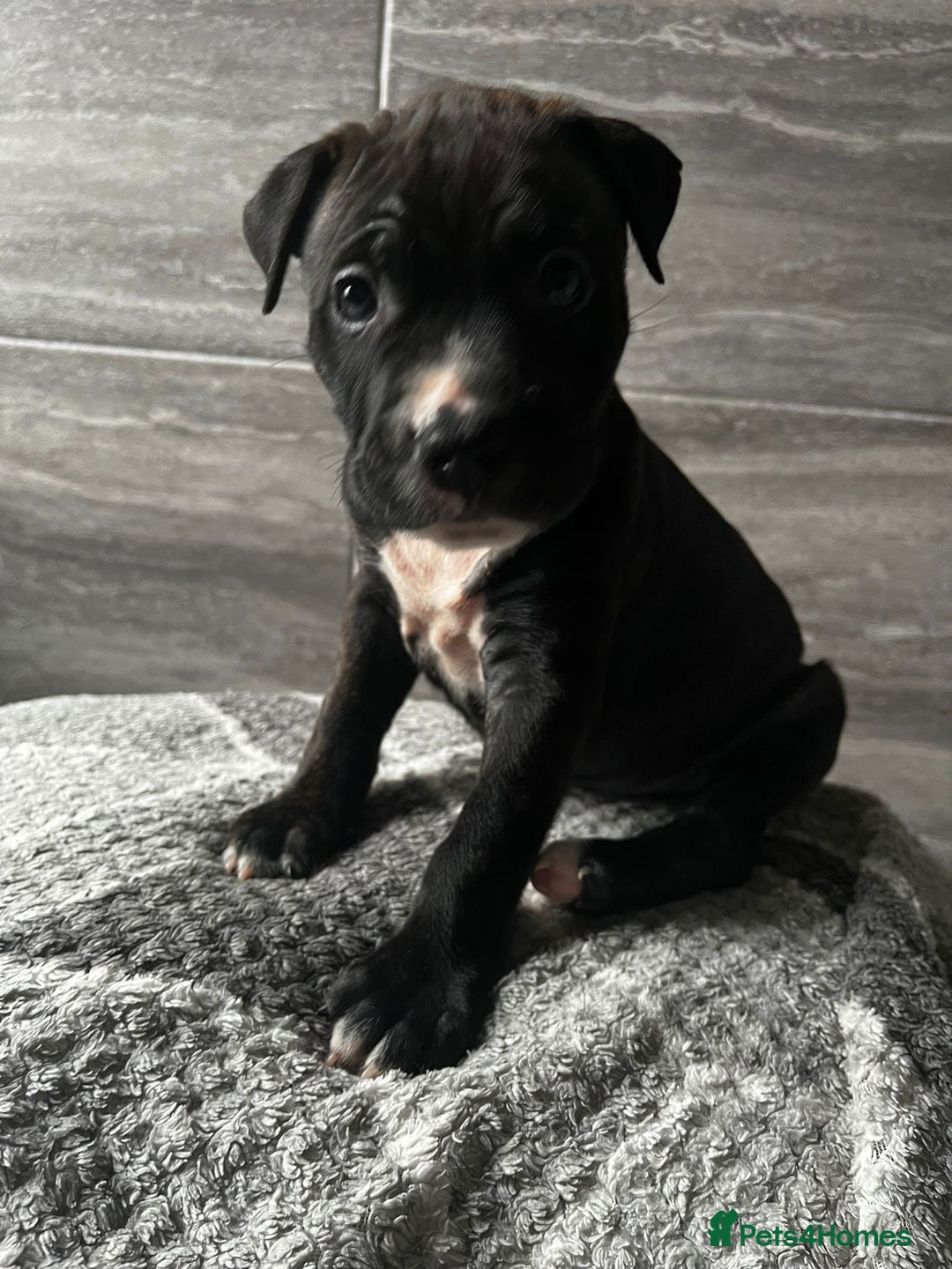 Mixed Breed dogs for sale: American bulldog X staffy 🏡 - Image 14