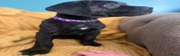 Cane Corso dogs for sale: Beautiful Purebred Cane corso puppies - Advert 20