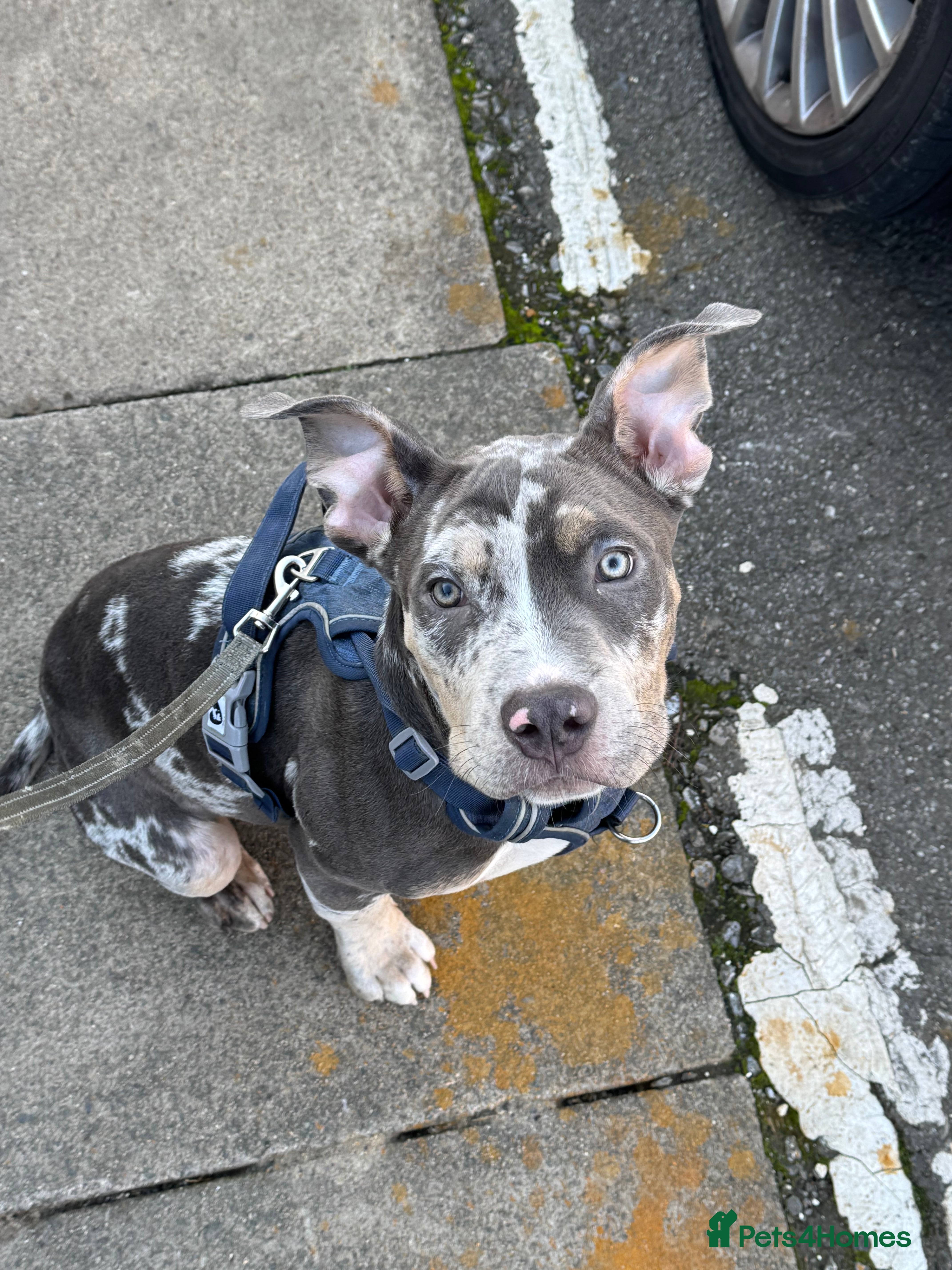 American Bully dogs Pocket bully for sale  - Advert 1