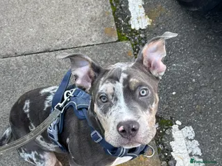 American Bully dogs Pocket bully for sale - Advert 1