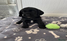 Cockalier dogs for sale: Cavalier x cocker spaniel puppies  - Image 18