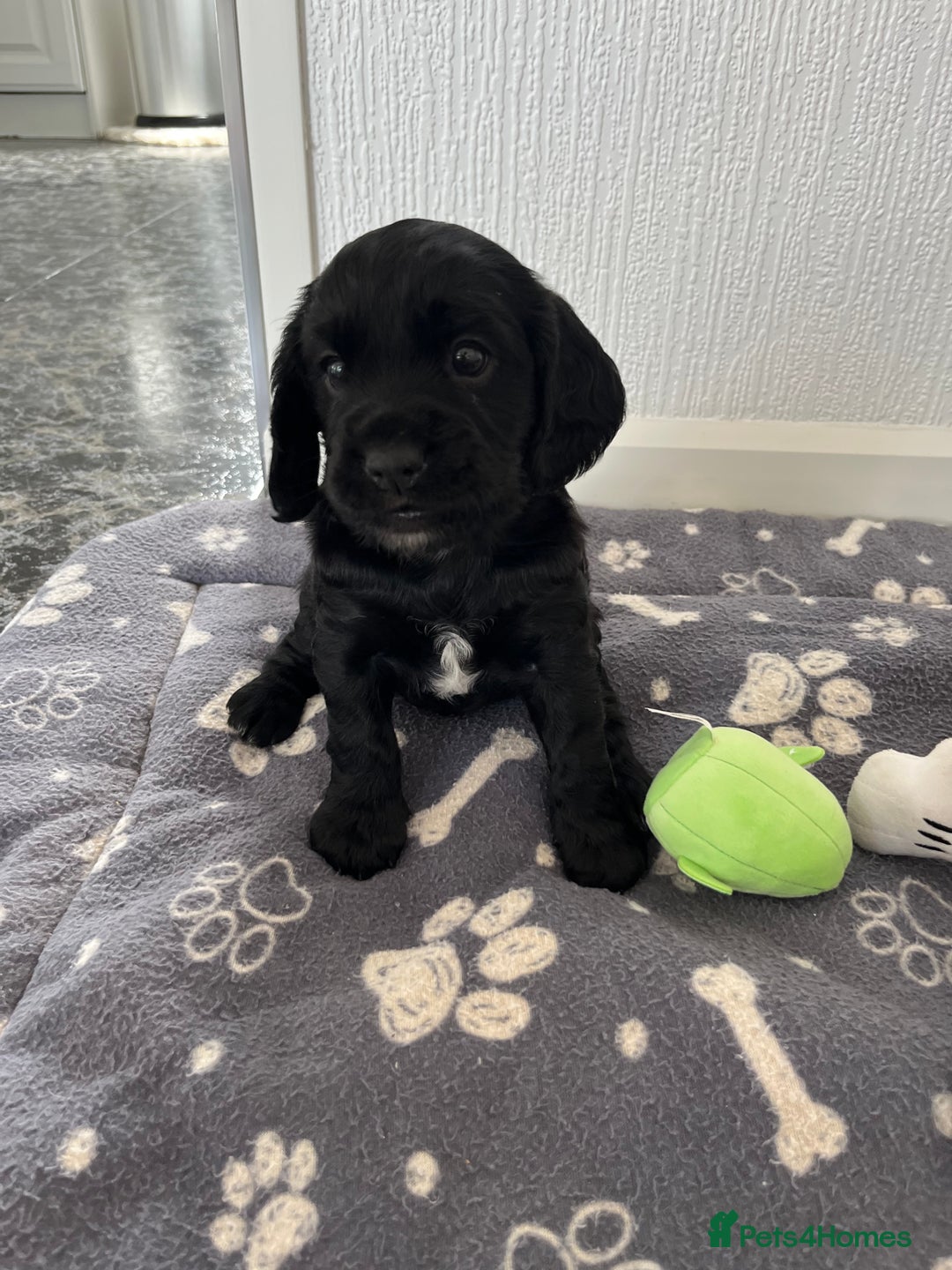 Cockalier dogs for sale: Cavalier x cocker spaniel puppies  - Image 18