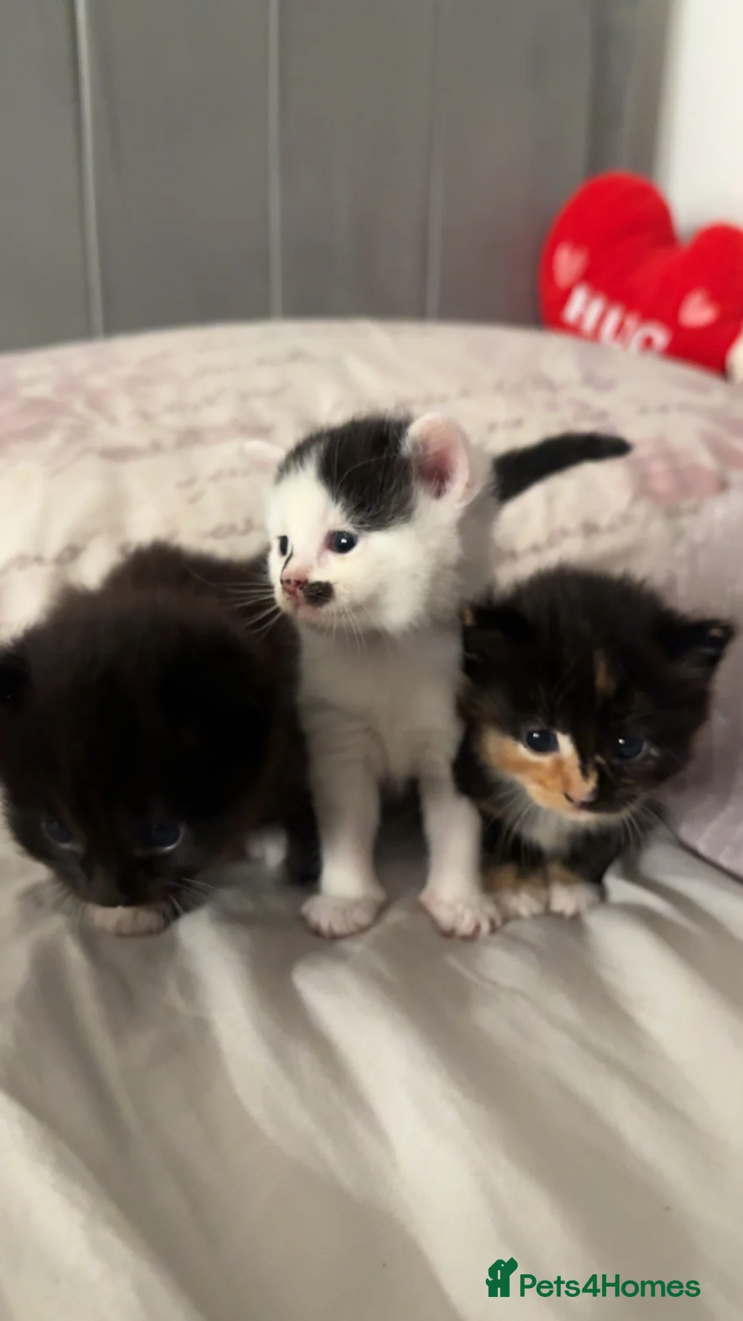 Mixed Breed cats for sale: 3 beautiful kittens available  - Advert 2