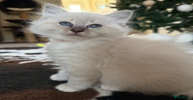 Ragdoll cats Fluffy sweet ragdoll kittens  - Advert 13