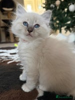 Ragdoll cats Fluffy sweet ragdoll kittens - Advert 13