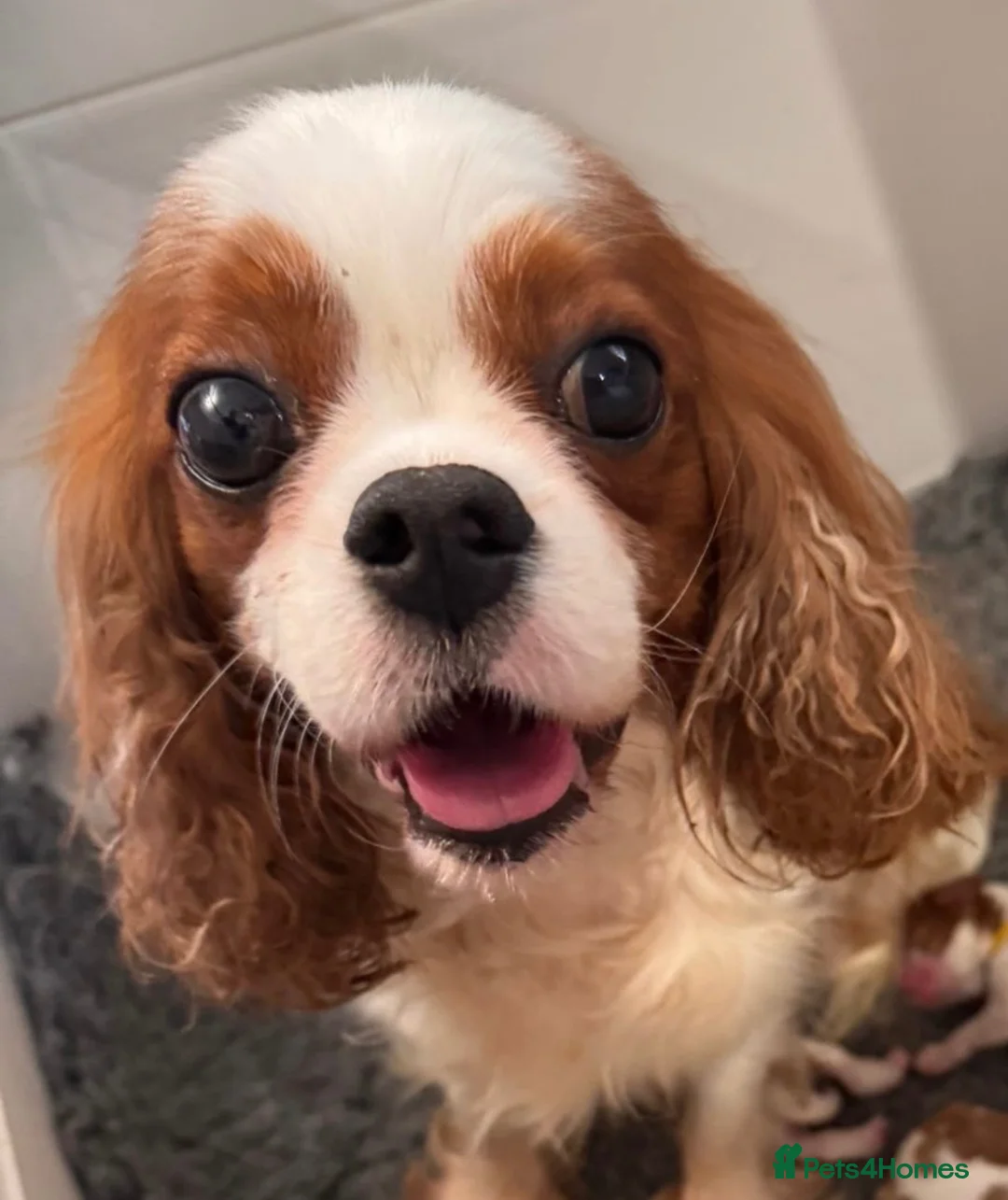 Cavalier King Charles Spaniel dogs for sale: KC registered Cavalier puppies  in Lowestoft - Advert 8