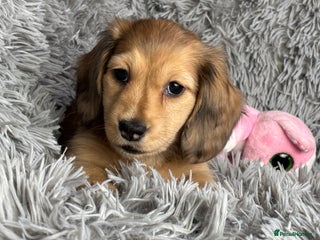 Miniature Dachshund dogs PRA Clear Long Haired Miniature Dachshunds - Advert 17