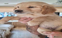 Golden Retriever dogs for sale: Golden Retreiver Puppies  - Image 21