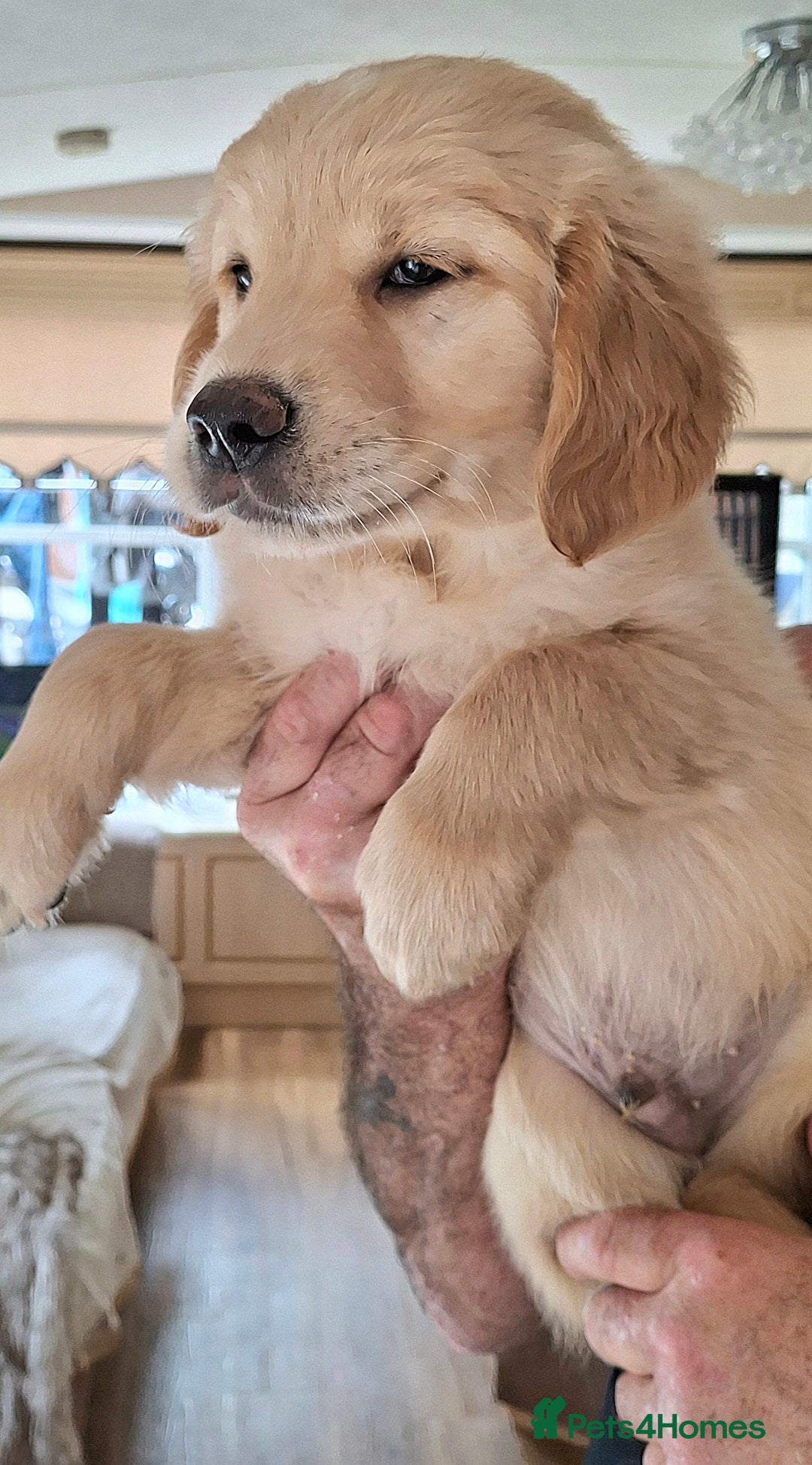 Golden Retriever dogs for sale: Golden Retreiver Puppies  - Image 21