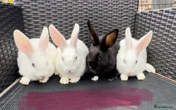 Mixed Breed rabbits for sale: 7 baby bunnies ready for new homes - Image 9