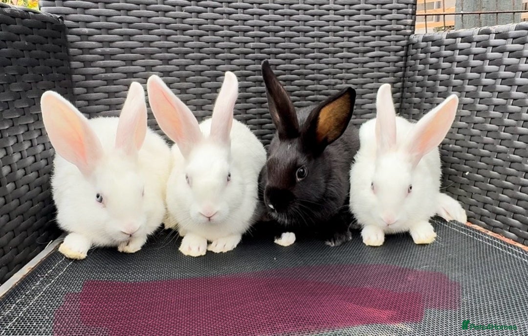 Mixed Breed rabbits for sale: 7 baby bunnies ready for new homes - Image 9