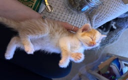 Oriental cats for sale: The Cutest Babies Hand Reared From 2 Weeks - Image 3