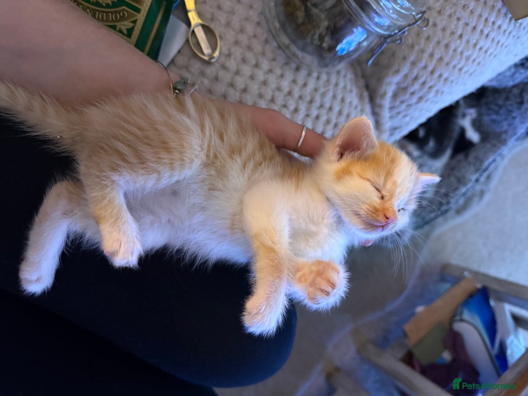 Oriental cats for sale: The Cutest Babies Hand Reared From 2 Weeks - Image 3