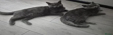 2 British Shorthair Kitten 