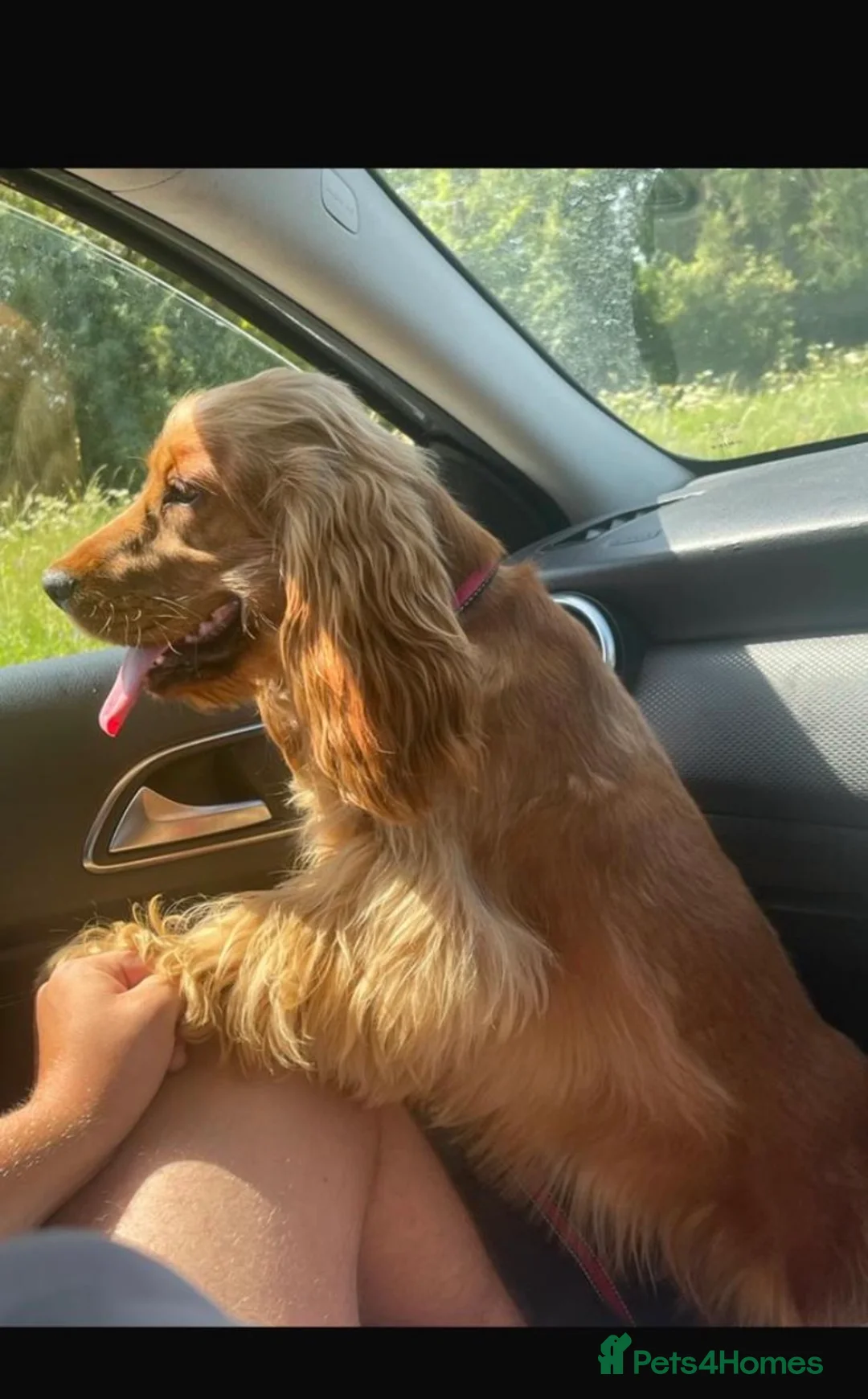 Cocker Spaniel dogs for sale: 🐾Show Type Cocker spaniel puppies 🐾 - Advert 9