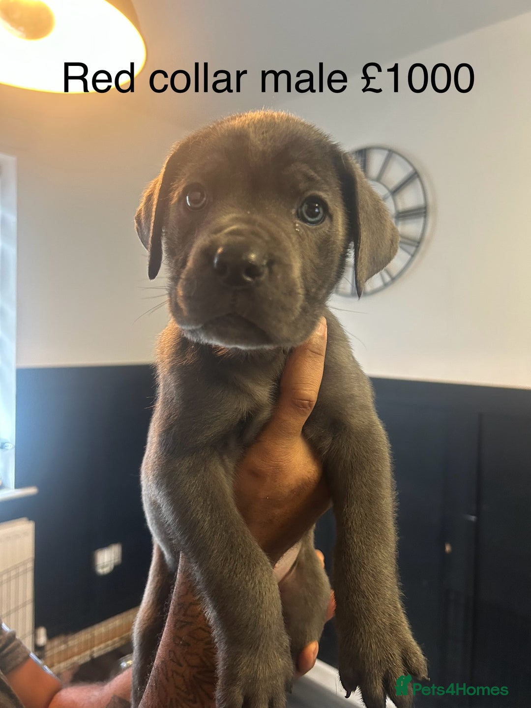 Cane Corso dogs for sale: Cane Corso Puppies  - Advert 6