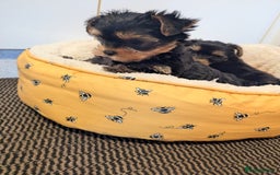 Yorkshire Terrier dogs for sale: Adorable Yorkshire terrier puppies available  - Image 23
