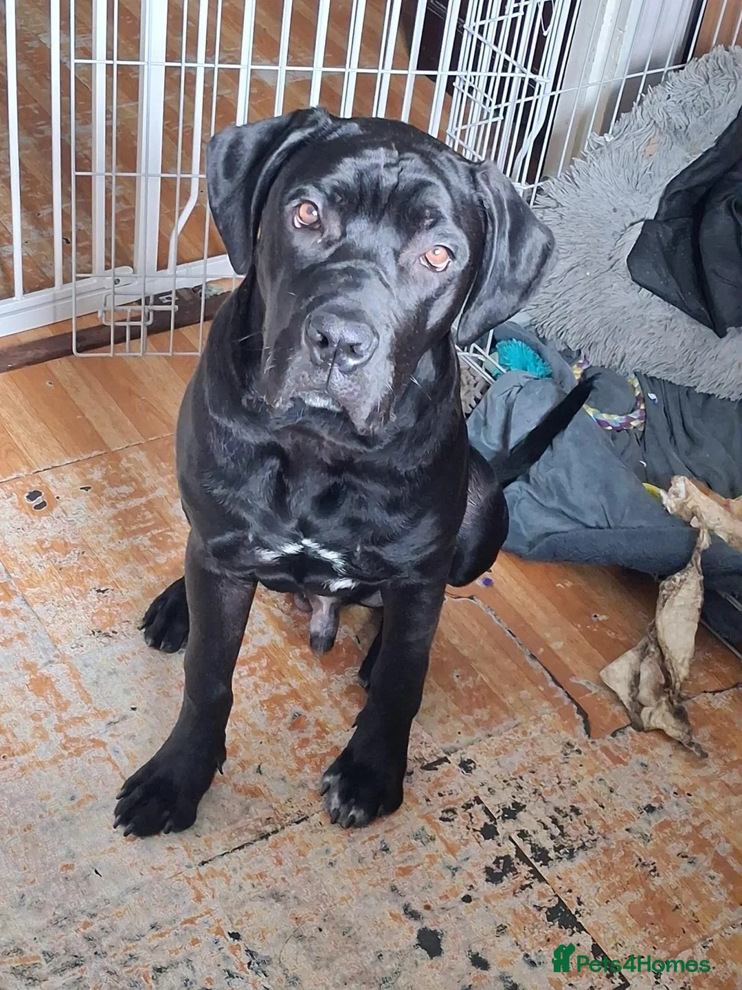 Cane Corso dogs for sale: Cane Corso Male Dog in Northampton - Advert 5