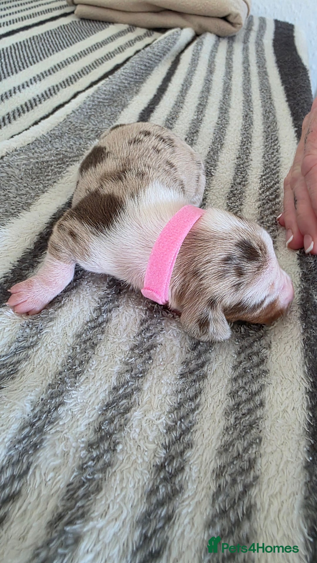 Dachshund dogs for sale: Dachshund tweenies for sale - Image 2