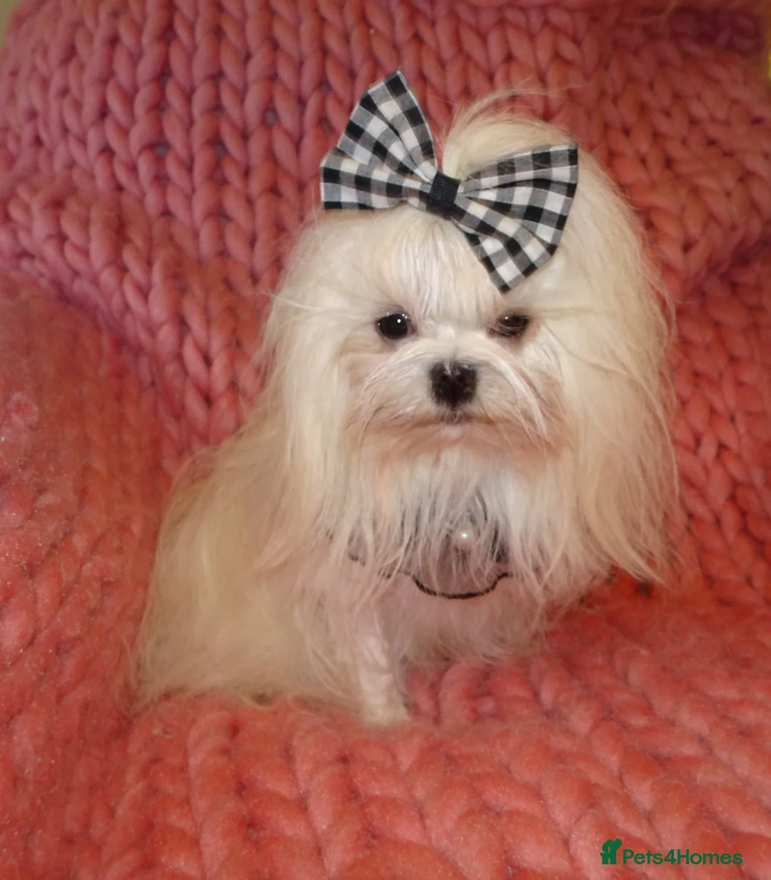 Maltese dogs for sale: Babydoll KC Registered Korean Maltese Adult Girl - Advert 2