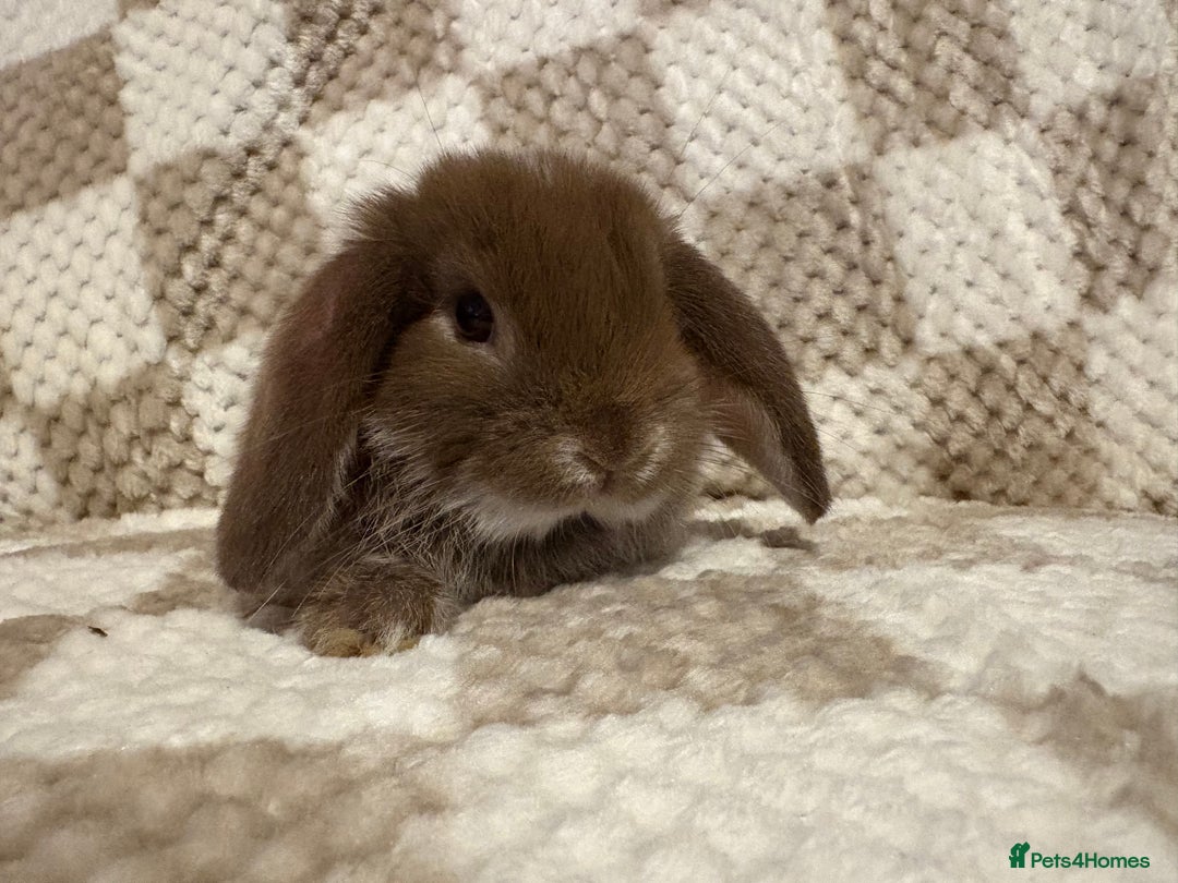 French Lop rabbits for sale: 𝐌𝐈𝐍𝐈 𝐗 𝐅𝐑𝐄𝐍𝐂𝐇 𝐅𝐎𝐑 𝐑𝐄𝐒𝐄𝐑𝐕𝐄 - Image 9