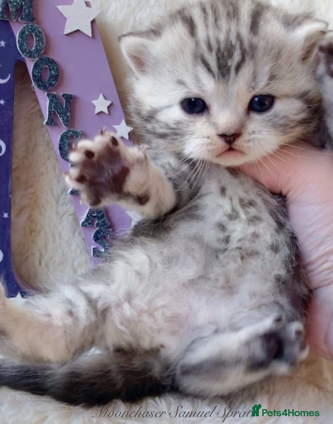 British Shorthair cats for sale: Gorgeous British Shorthair boys - TICA Reg - Advert 5