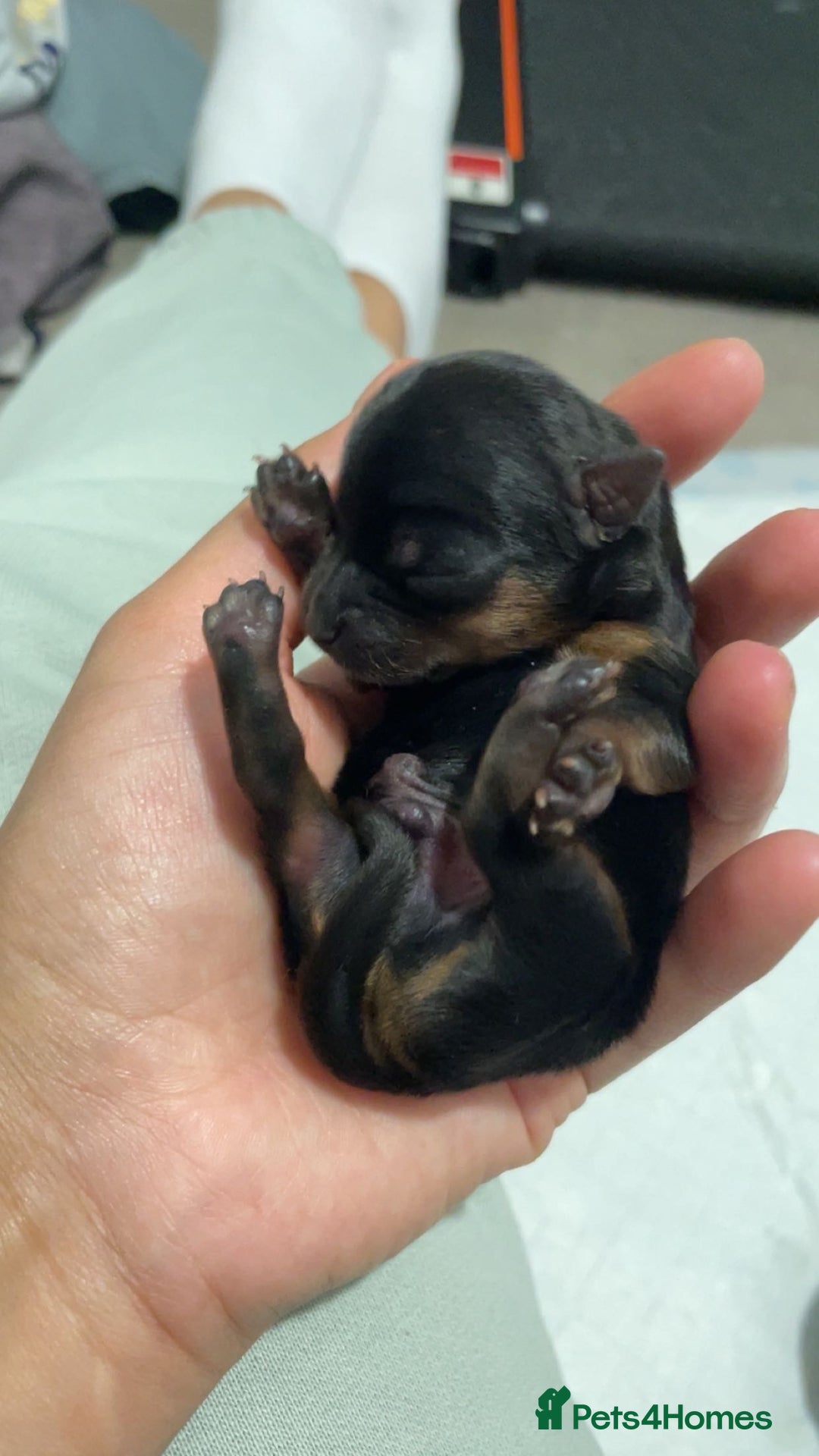 Yorkshire Terrier dogs for sale: Mini toy  Yorkshire Terrier's  - Image 1