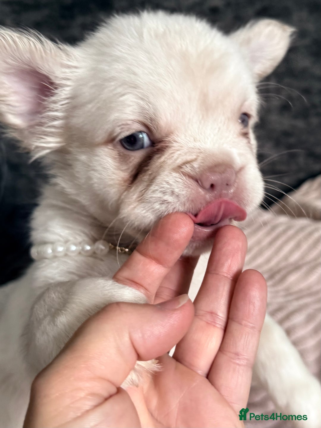 French Bulldog dogs for sale: FLUFFY FRENCH BULLDOGS  - Image 23