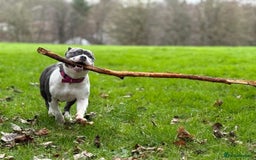 Mixed Breed dogs for sale: Pocket bully  - Image 4