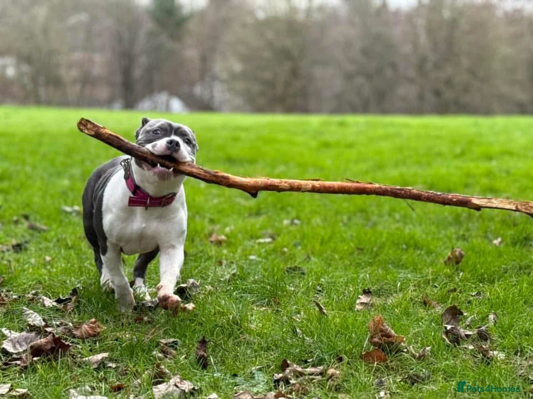 Mixed Breed dogs for sale: Pocket bully  - Image 4