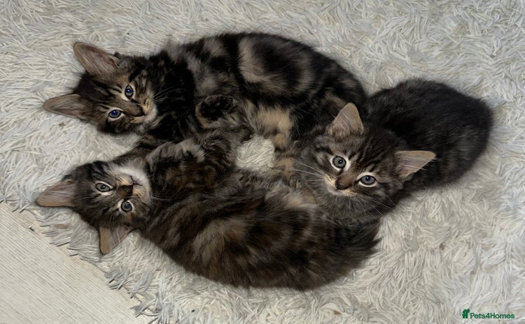 Domestic Shorthair cats - Advert 7