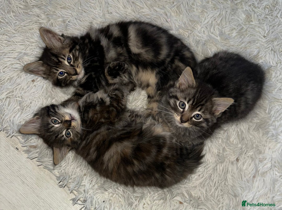 Domestic Shorthair cats for sale: Adorable Tabby Kittens Looking for Loving Homes  - Image 1