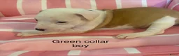 Staffordshire Bull Terrier dogs for sale: Stunning litter of Staffies  - Advert 6