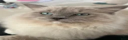 Ragdoll cats for sale: Gucci - Advert 7