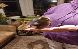 Cockatiels birds for sale: Baby cockatiels  - Image 3